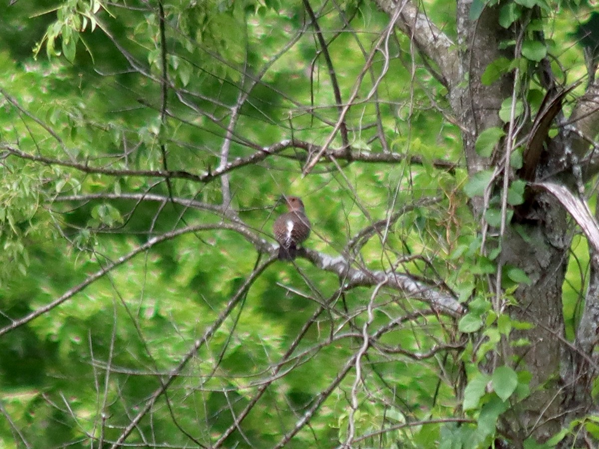 Northern Flicker - ML344369771