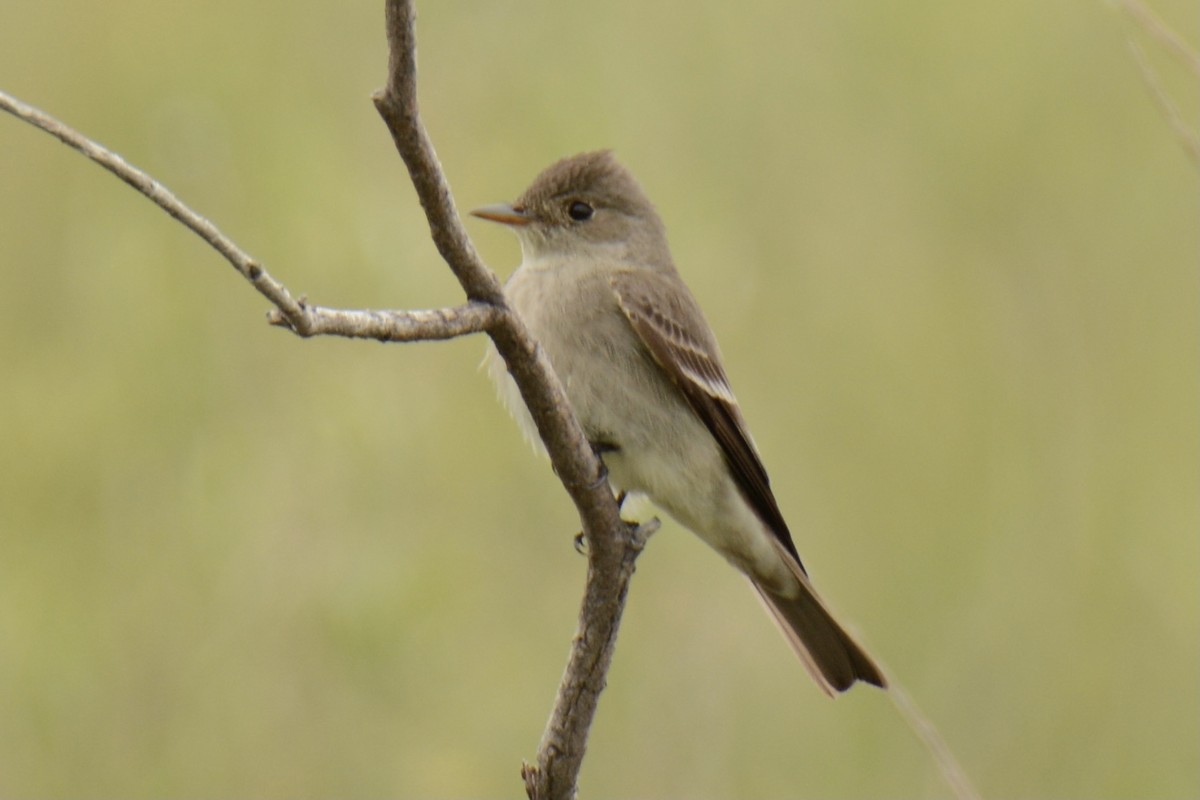 ニシモリタイランチョウ - ML344369921