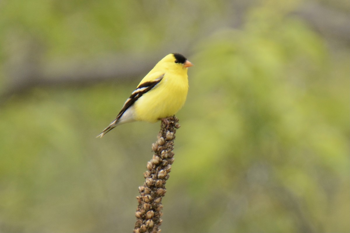 オウゴンヒワ - ML344370121