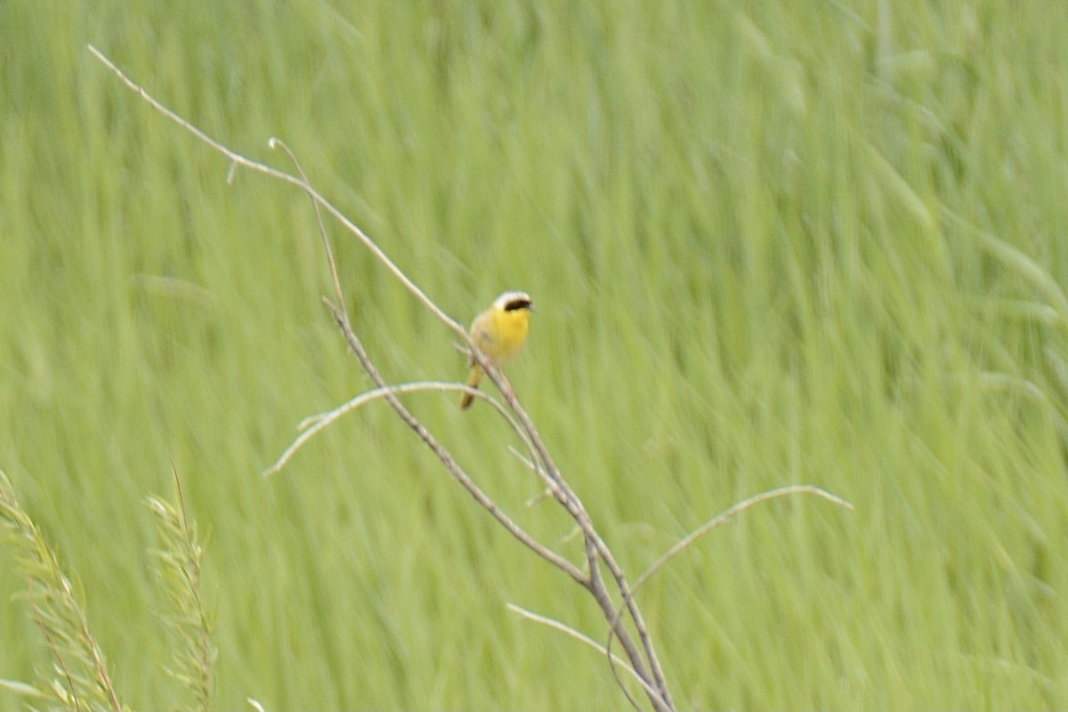 Common Yellowthroat - ML344370191