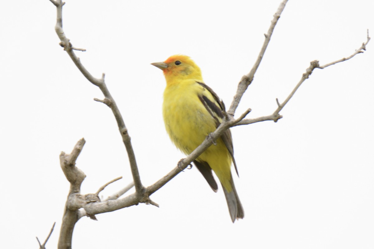 Western Tanager - ML344370241