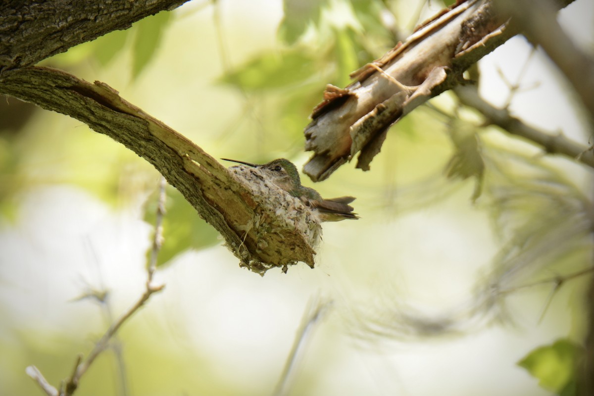 Broad-tailed Hummingbird - ML344370311