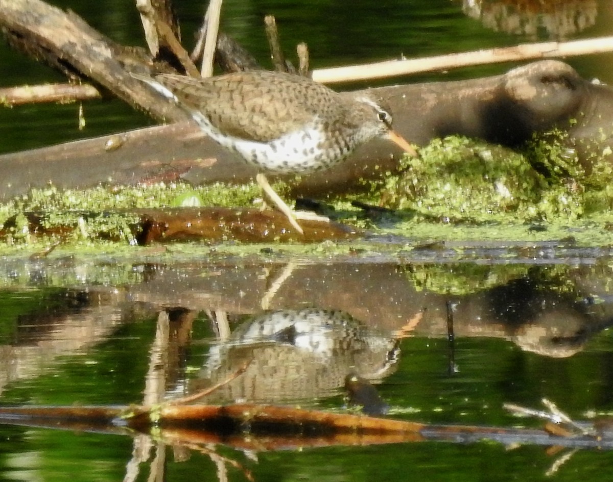 Spotted Sandpiper - Mary  McMahon