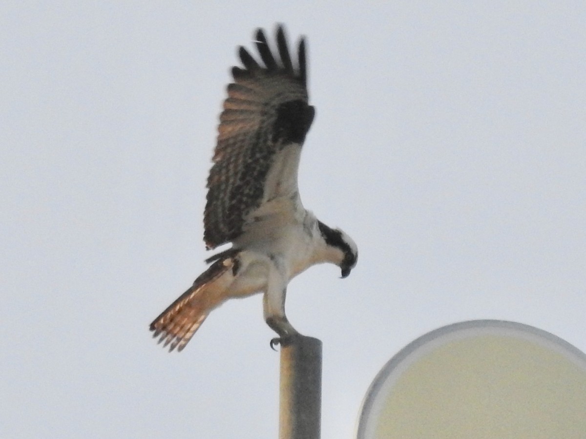 Águila Pescadora - ML344372151