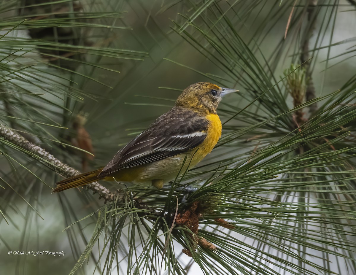 Oriole de Baltimore - ML344374431