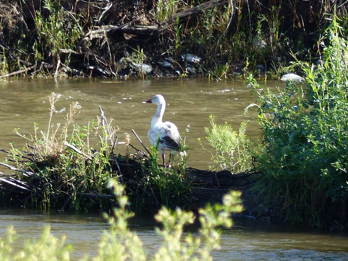 Snow Goose - ML344374541