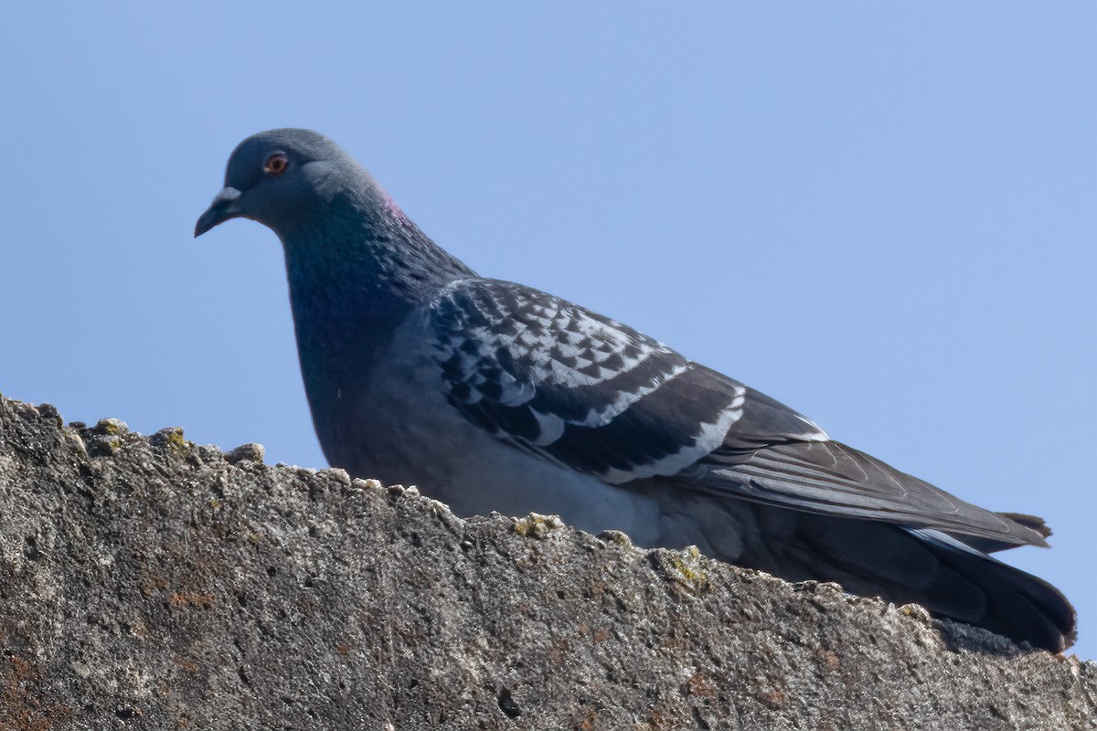 Rock Pigeon (Feral Pigeon) - ML344377921