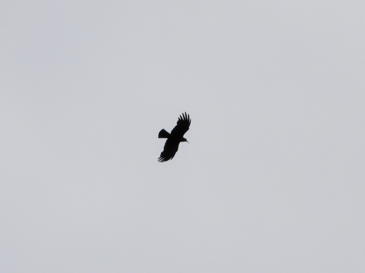 Red-billed Chough - Aitor Zabala