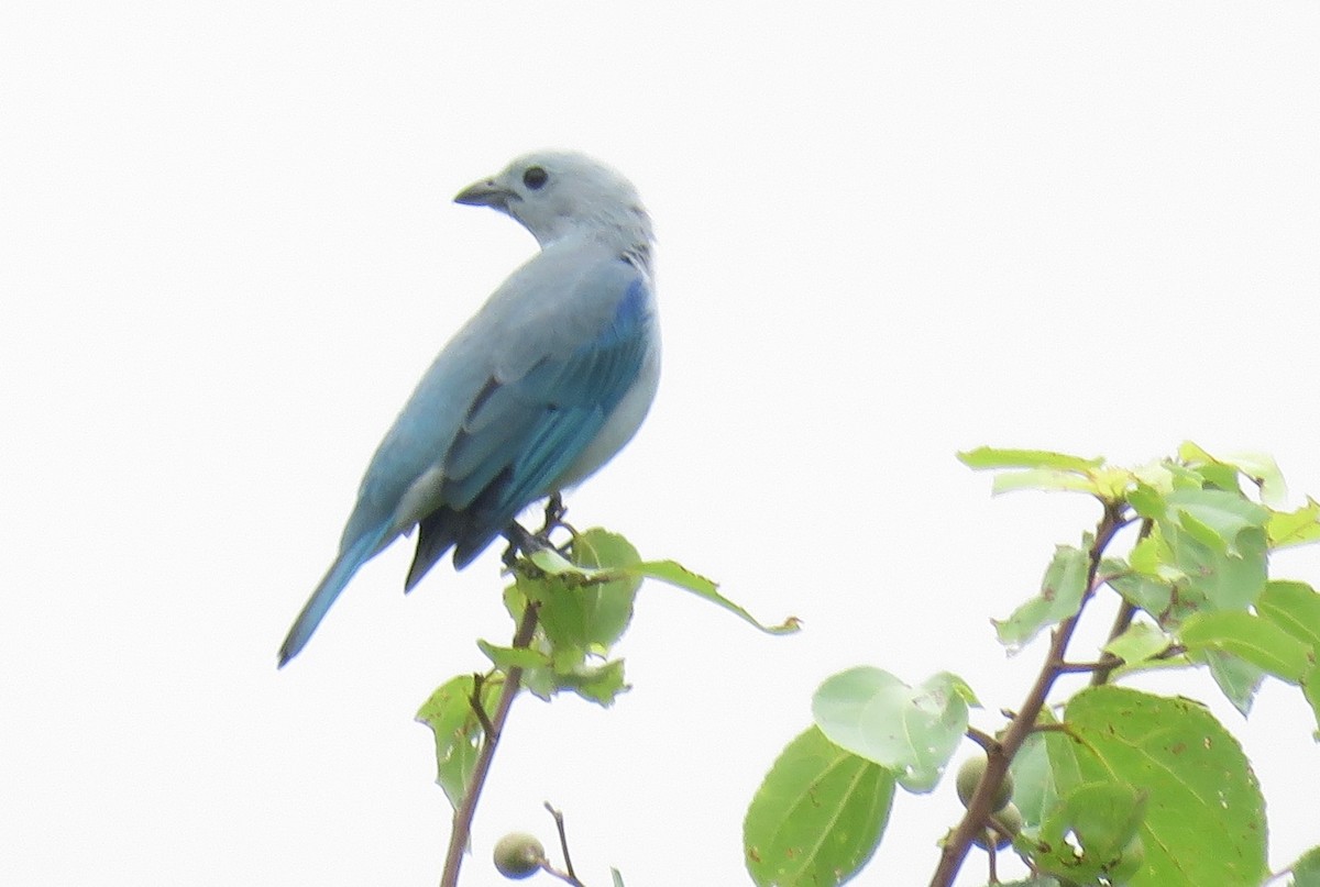 Blue-gray Tanager - ML344379801