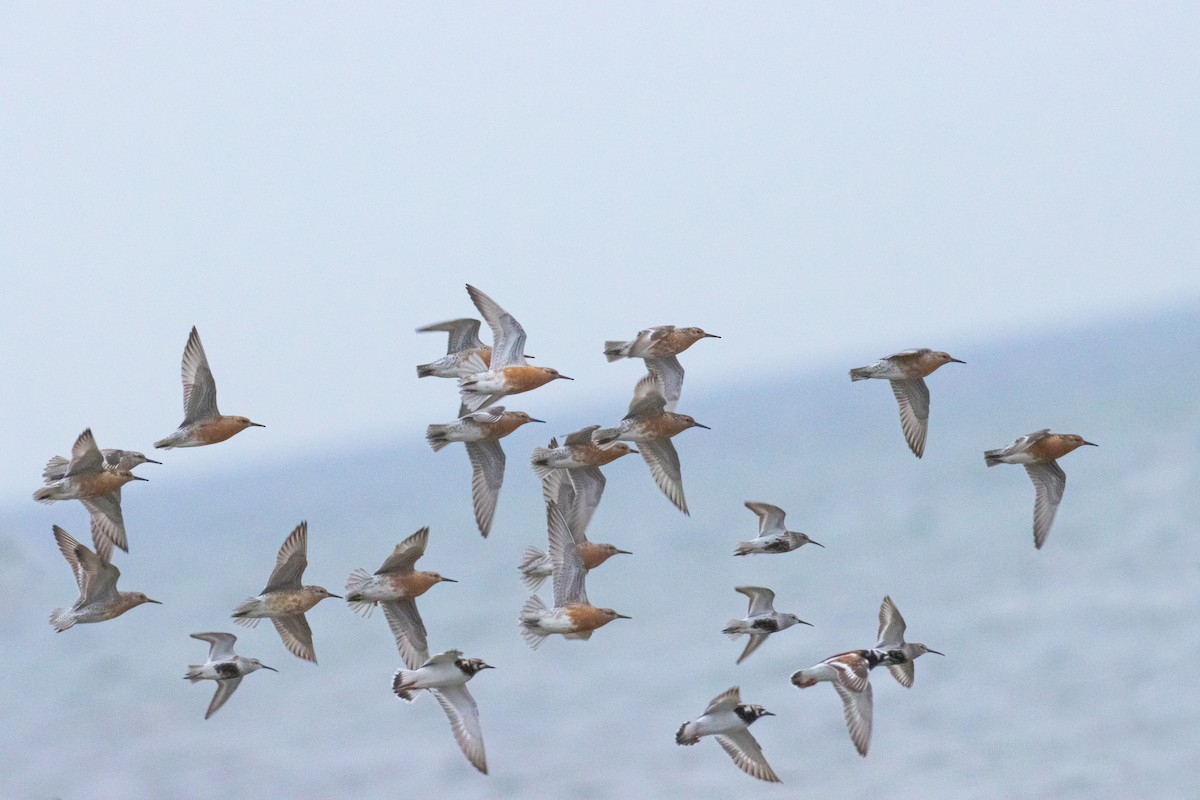 Red Knot - ML344381341