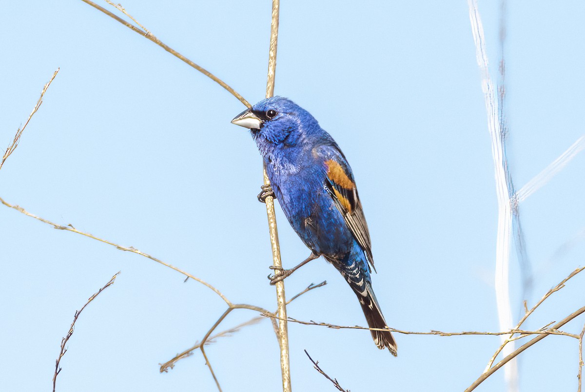 Blue Grosbeak - Celeste Jones