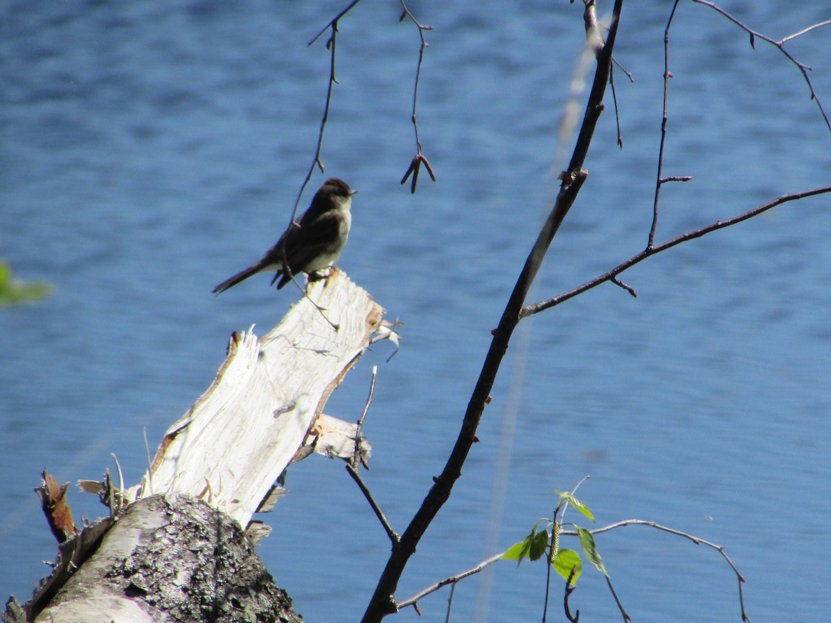 Eastern Phoebe - ML344383631