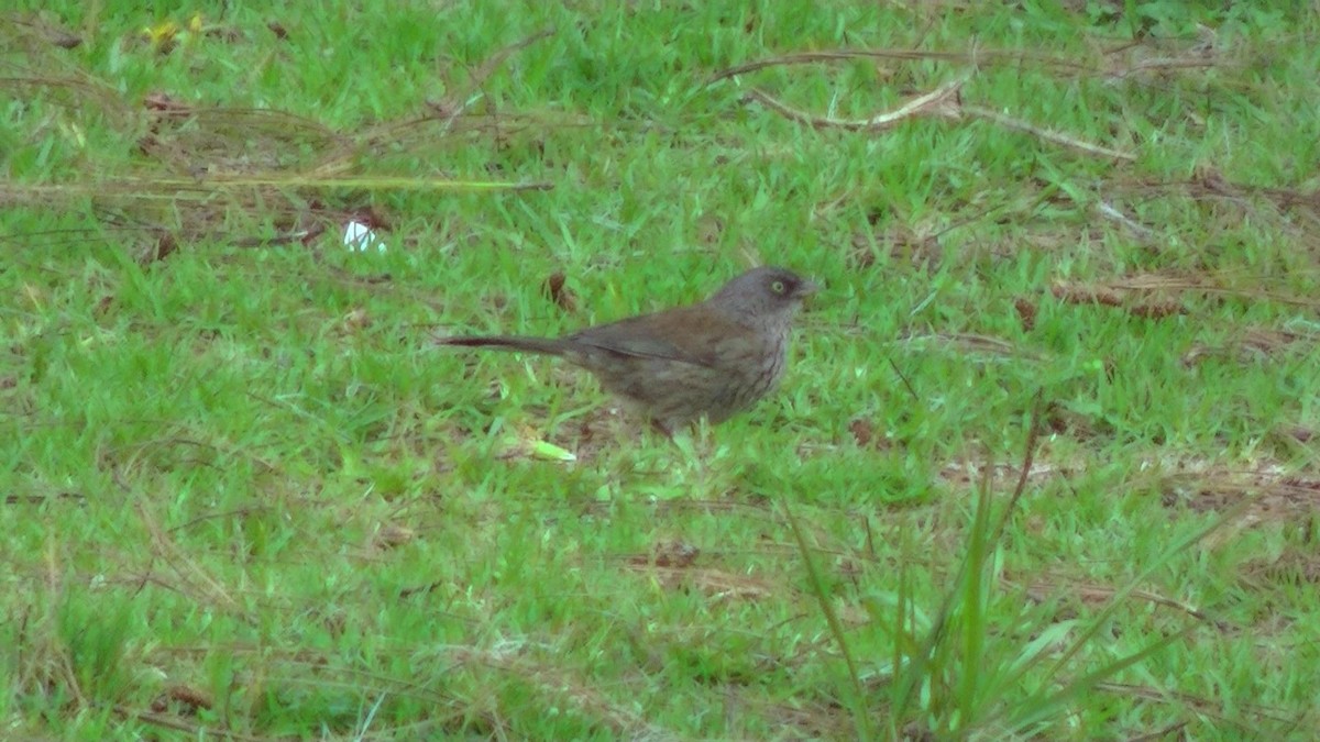Yellow-eyed Junco (Guatemalan) - ML344384111