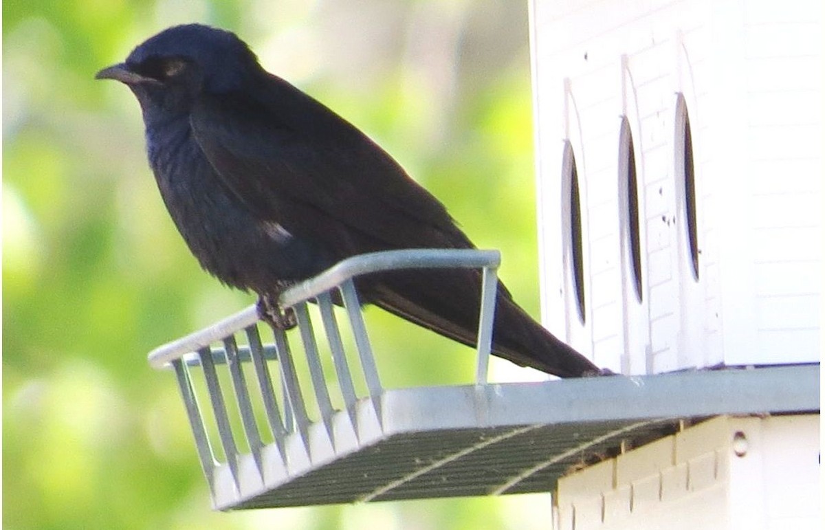 Purple Martin - ML344384251