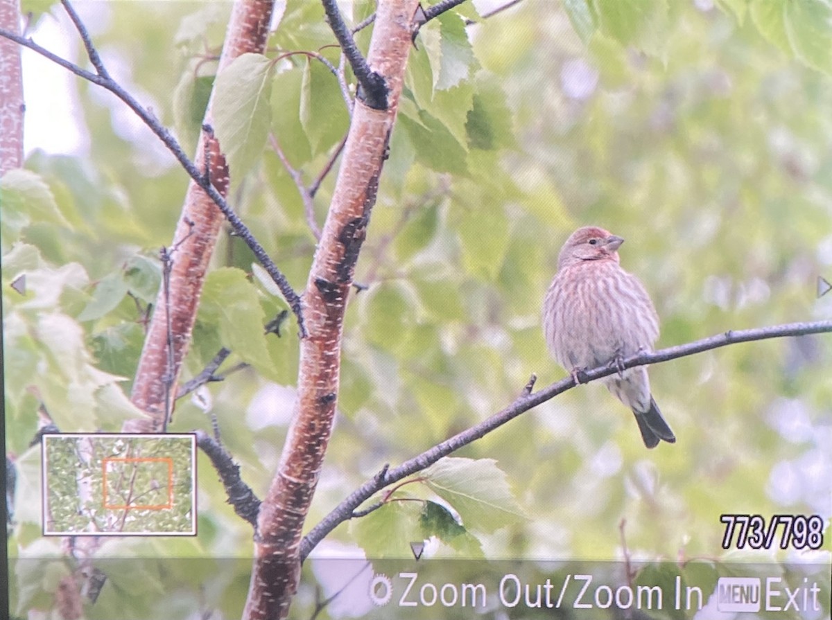 House Finch - ML344384401