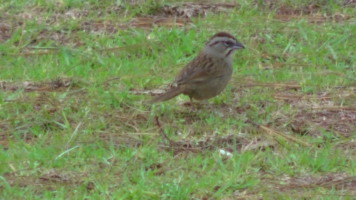 Rusty Sparrow - ML344384821