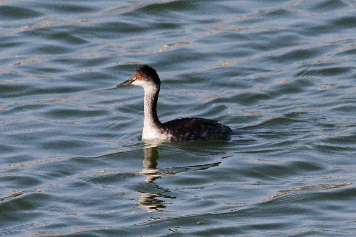Eared Grebe - ML34438511