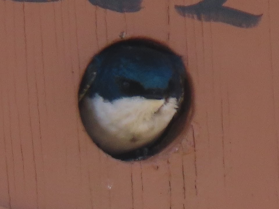 Tree Swallow - Long-eared Owl