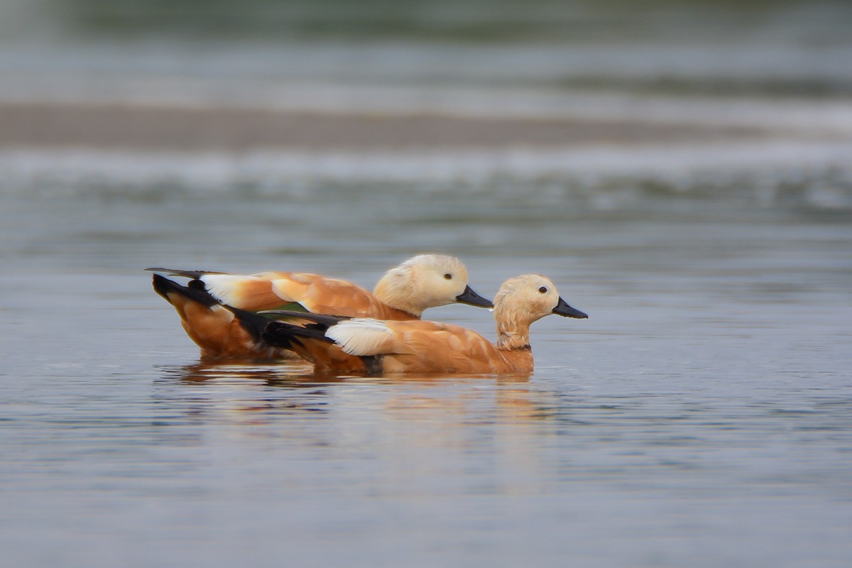 Ruddy Shelduck - ML344385581