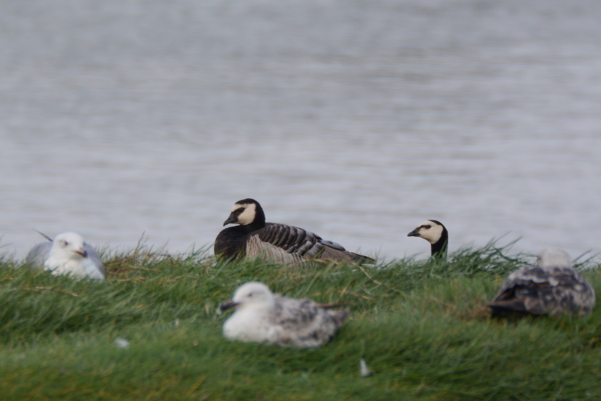 Barnacle Goose - ML344385591