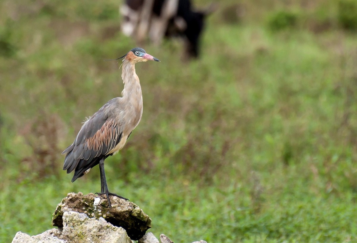 Whistling Heron - ML344386161