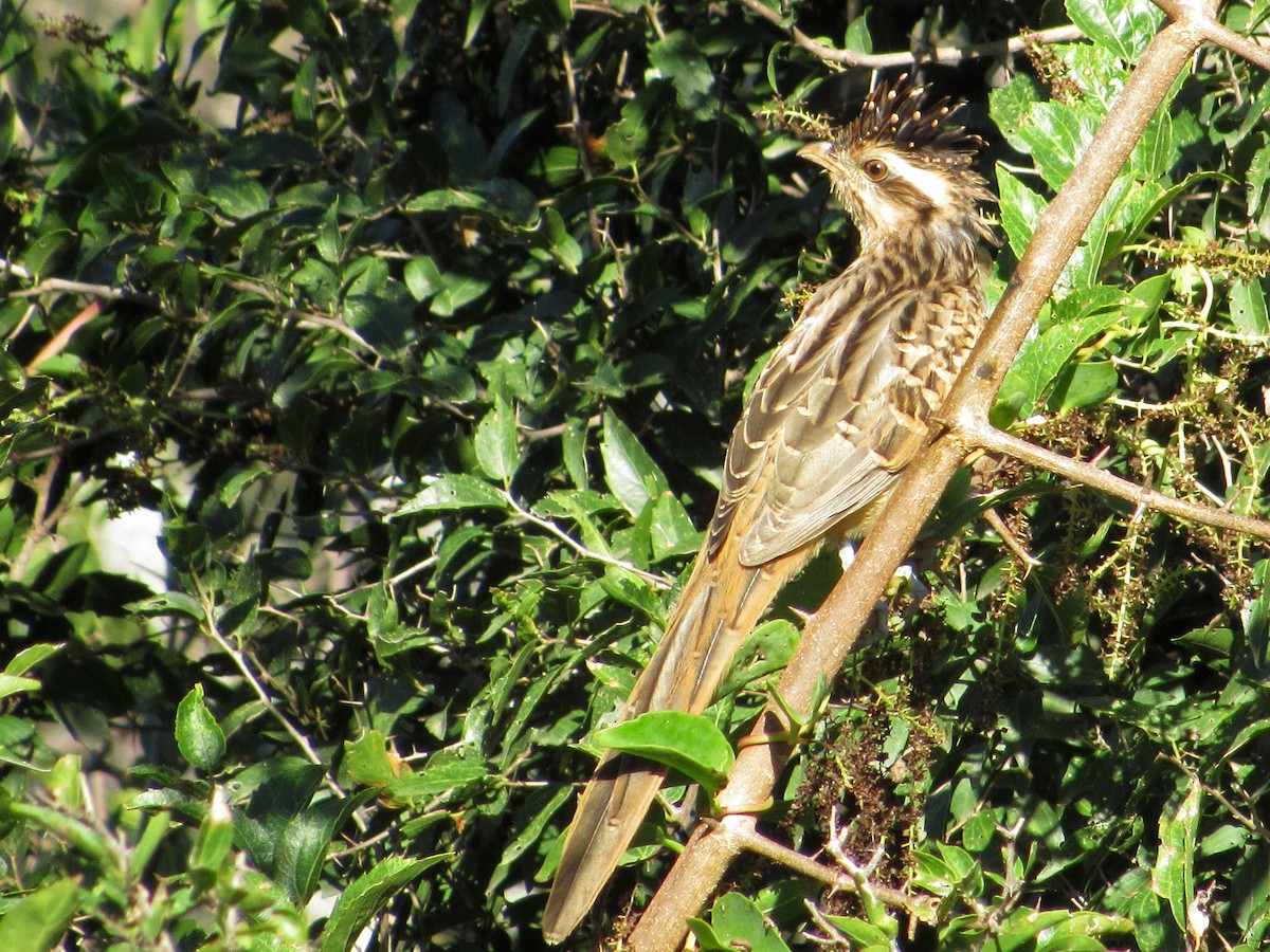 Striped Cuckoo - ML344386371