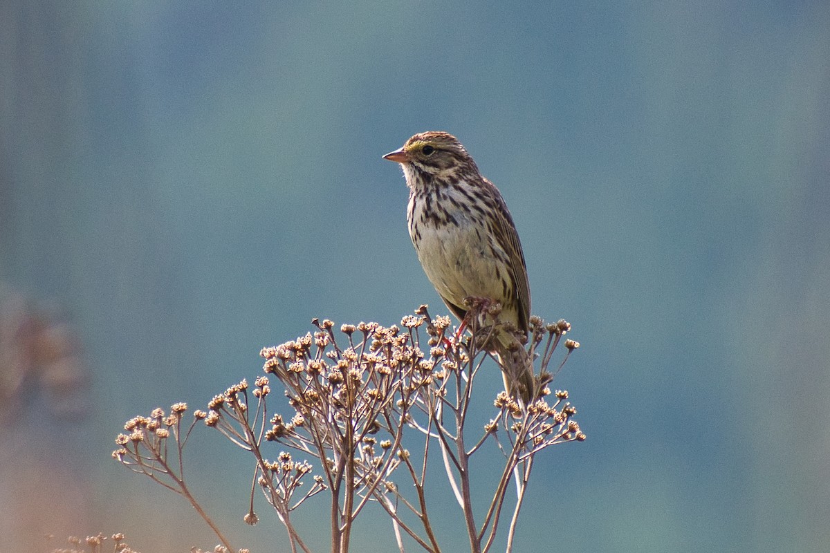 Savannah Sparrow - ML344386391