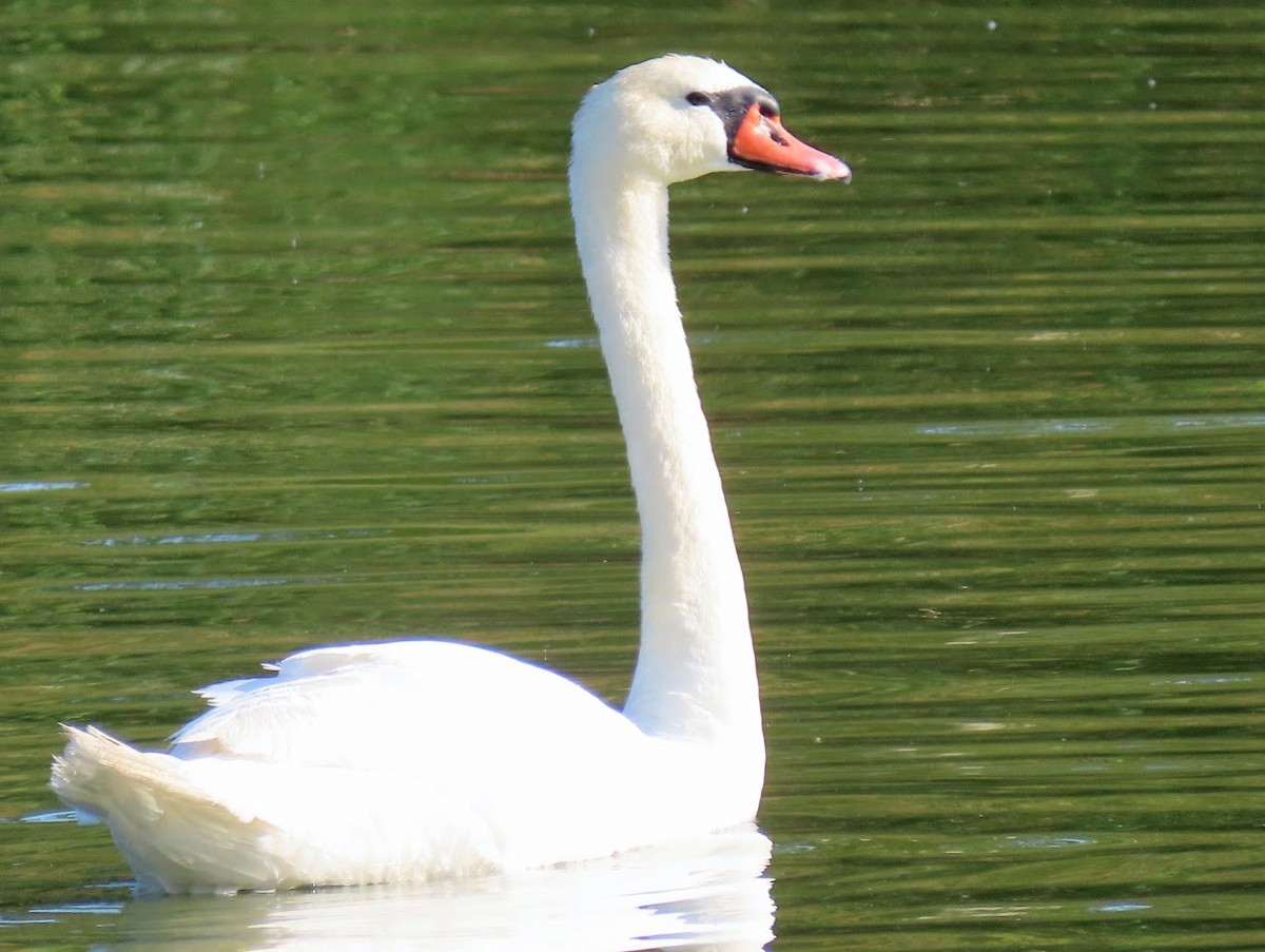 Cygne tuberculé - ML344386491