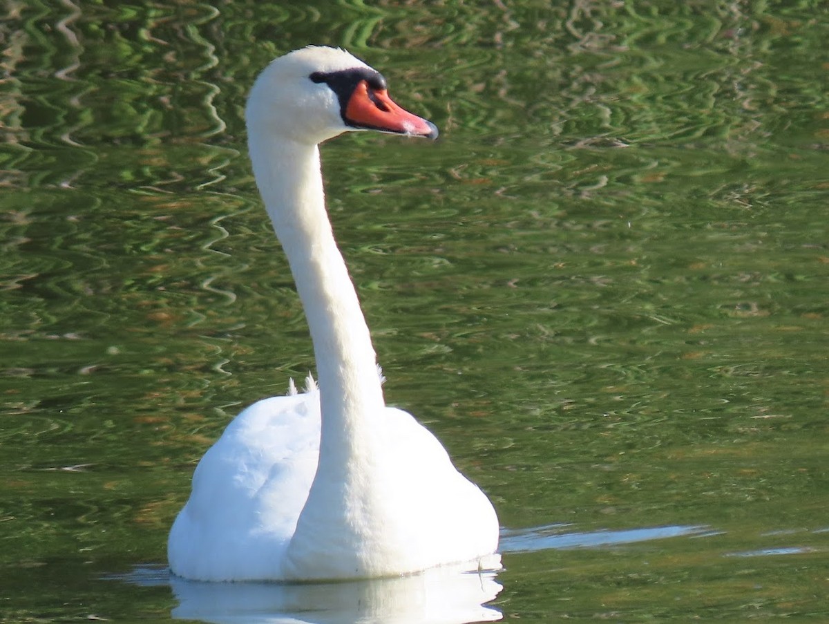 Cygne tuberculé - ML344386521