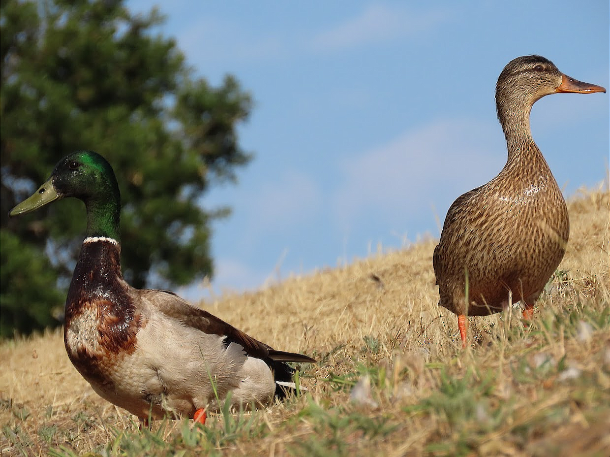 Canard colvert - ML344387201