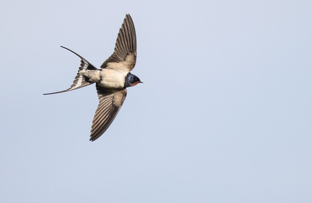 Golondrina Común (rustica) - ML344387841