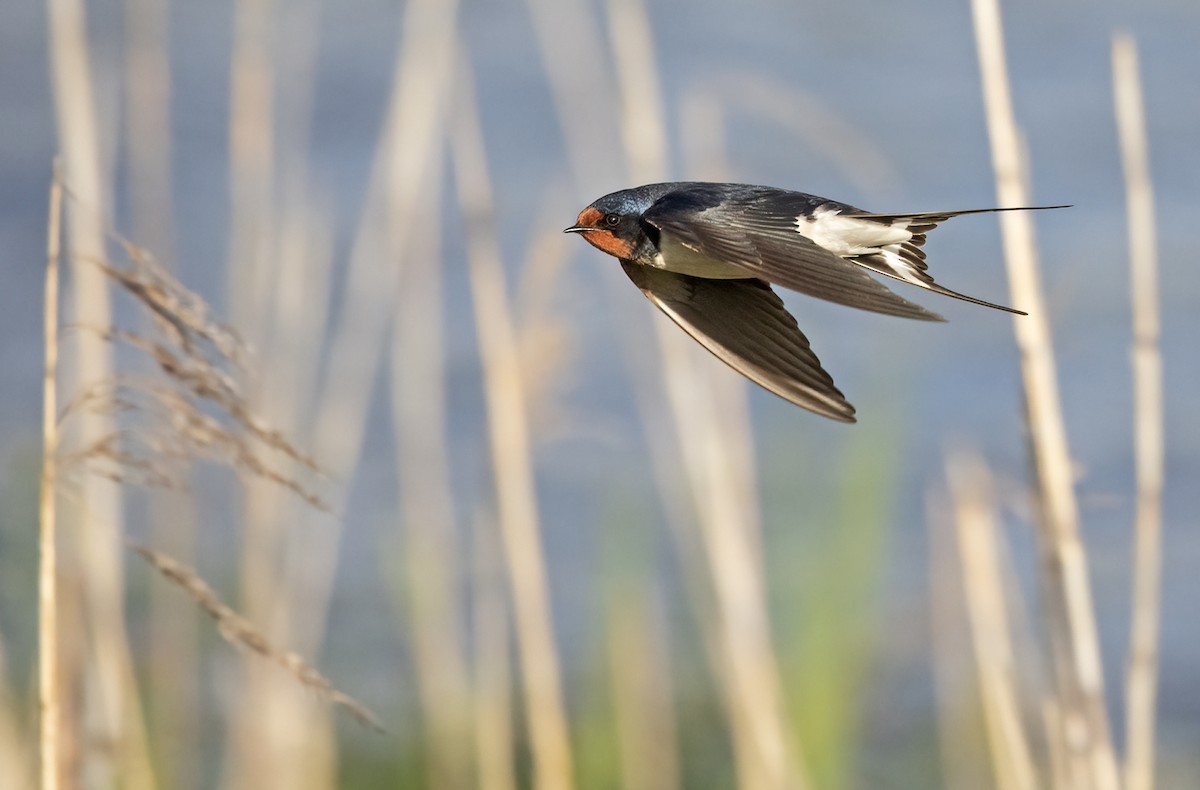 Barn Swallow (White-bellied) - Lars Petersson | My World of Bird Photography