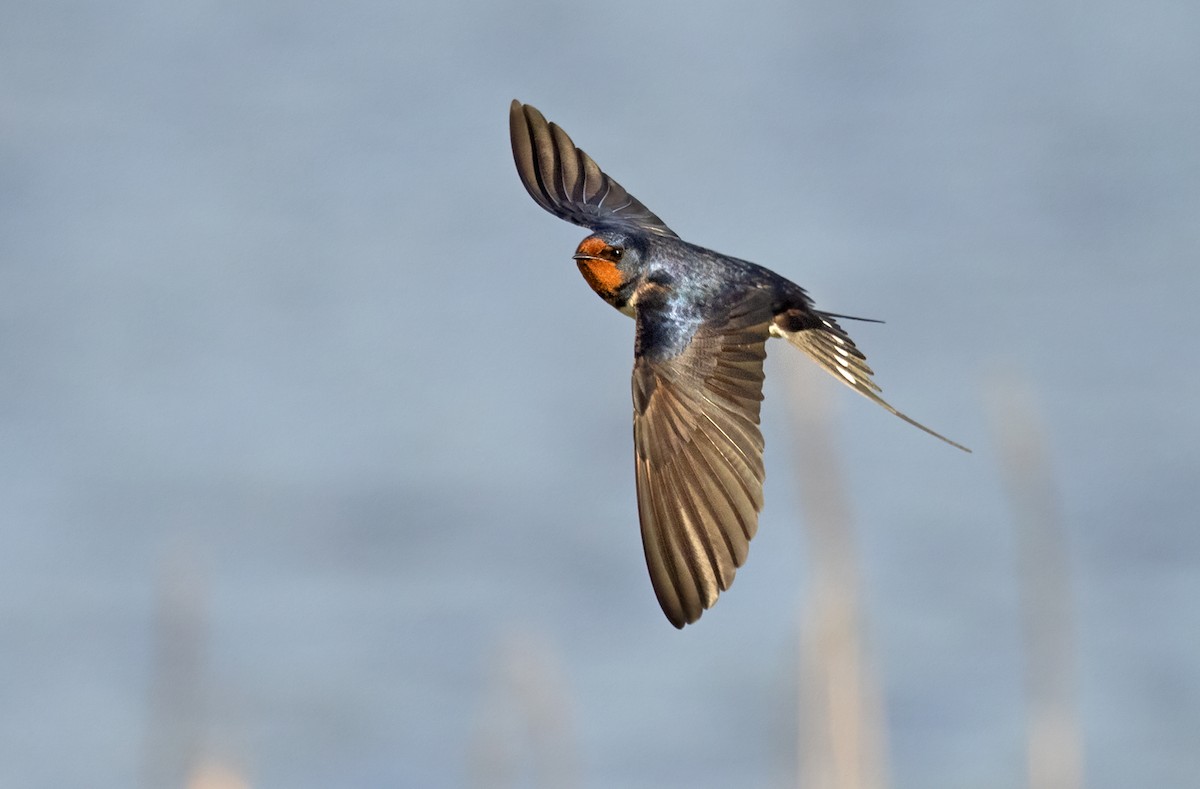 Barn Swallow (White-bellied) - Lars Petersson | My World of Bird Photography