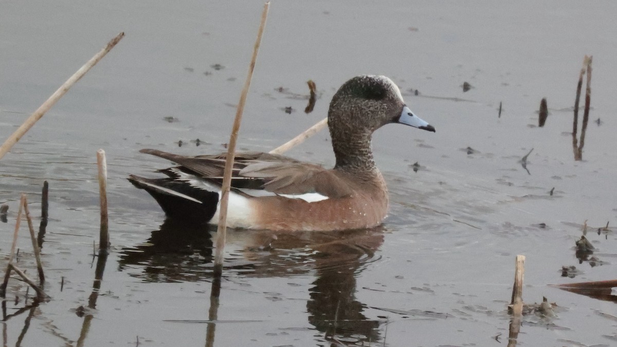 American Wigeon - Curtis McCamy