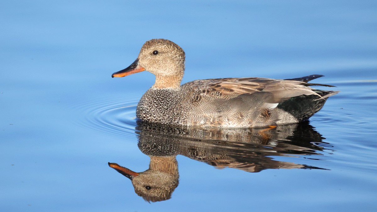 Gadwall - Curtis McCamy