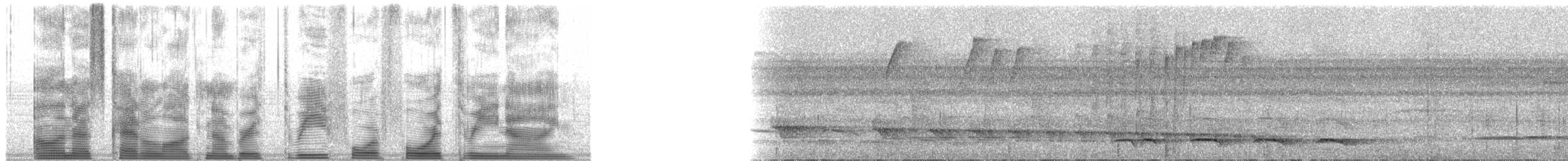 Ошейниковый трогон [группа collaris] - ML34439