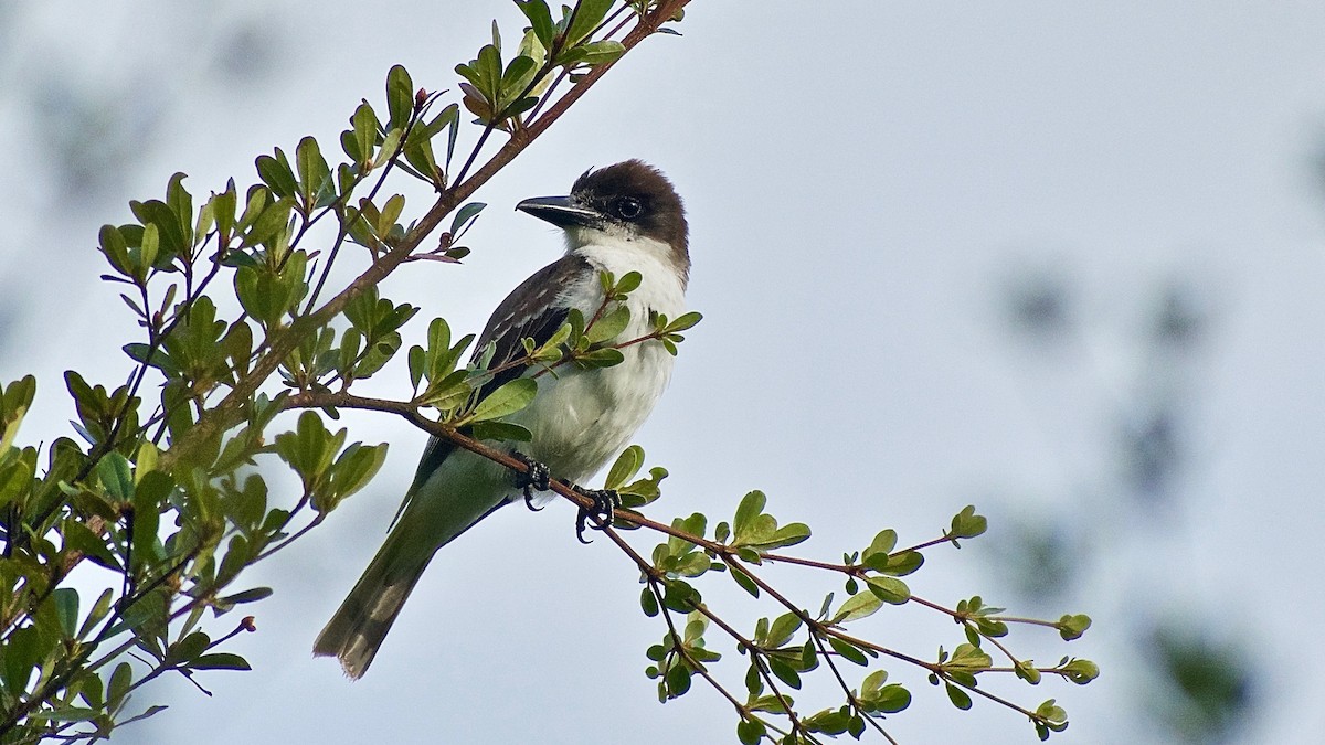 Giant Kingbird - ML344391331