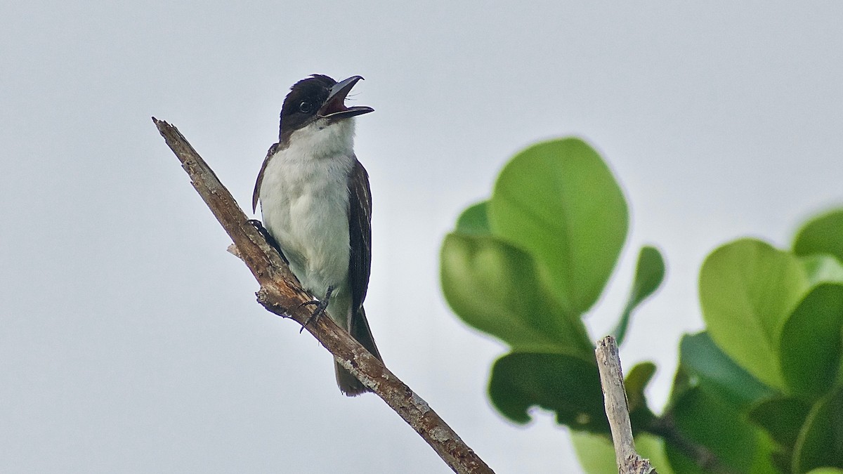 Giant Kingbird - ML344391621