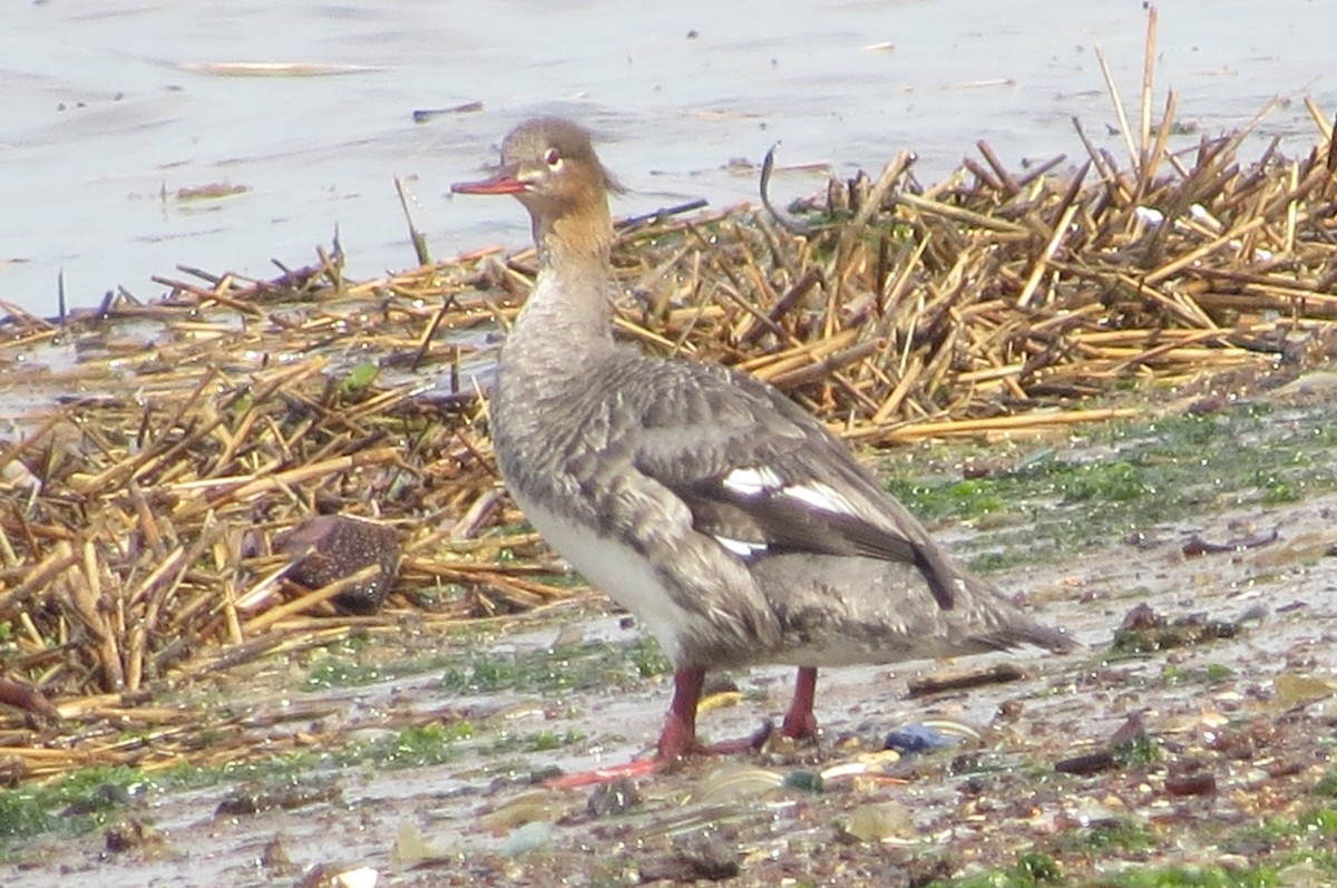 Сэвгэр бохио - ML344391641