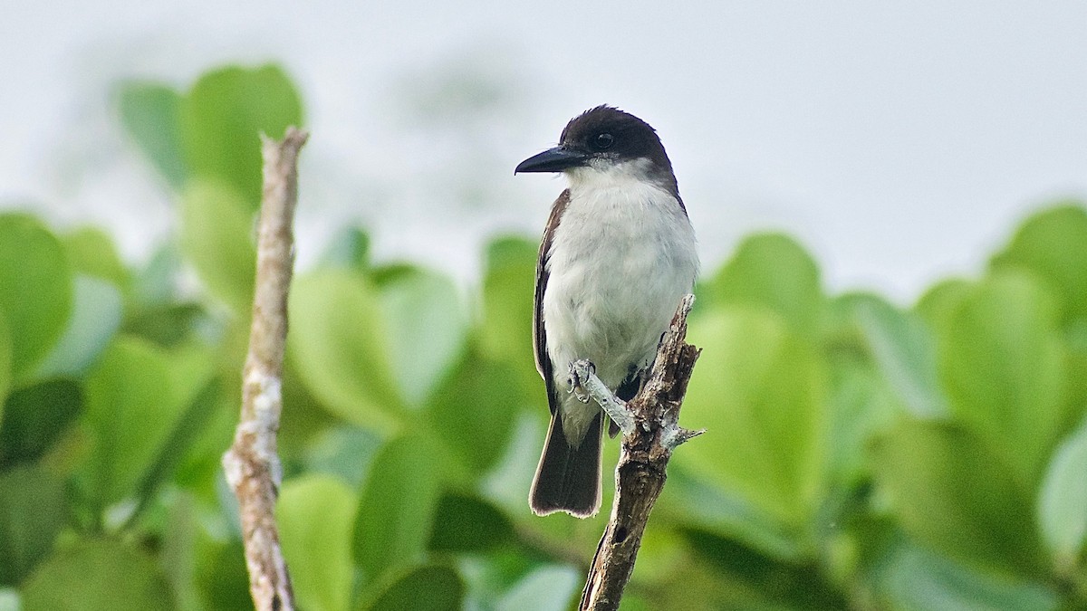 Giant Kingbird - ML344391751