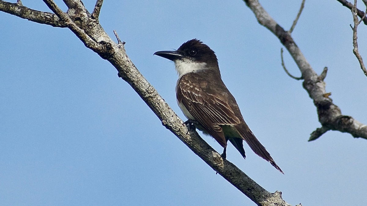 Giant Kingbird - ML344391921