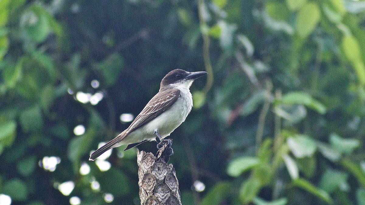 Giant Kingbird - ML344392151