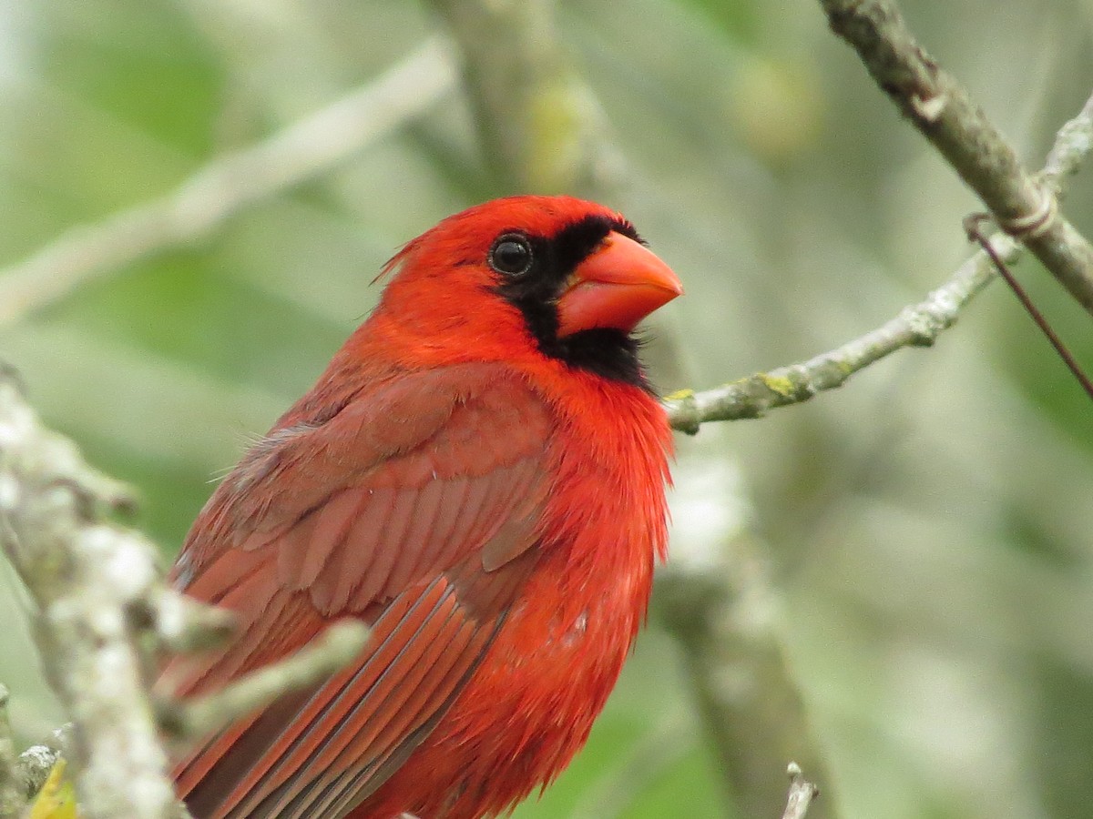 Cardinal rouge - ML344392501