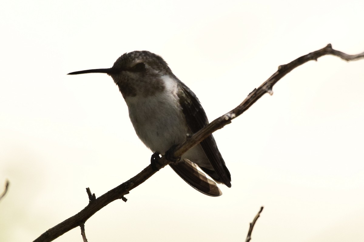 hummingbird sp. - Naresh Satyan