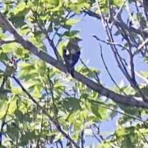 Western Tanager - Morgan Waller