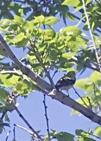 Western Tanager - Morgan Waller