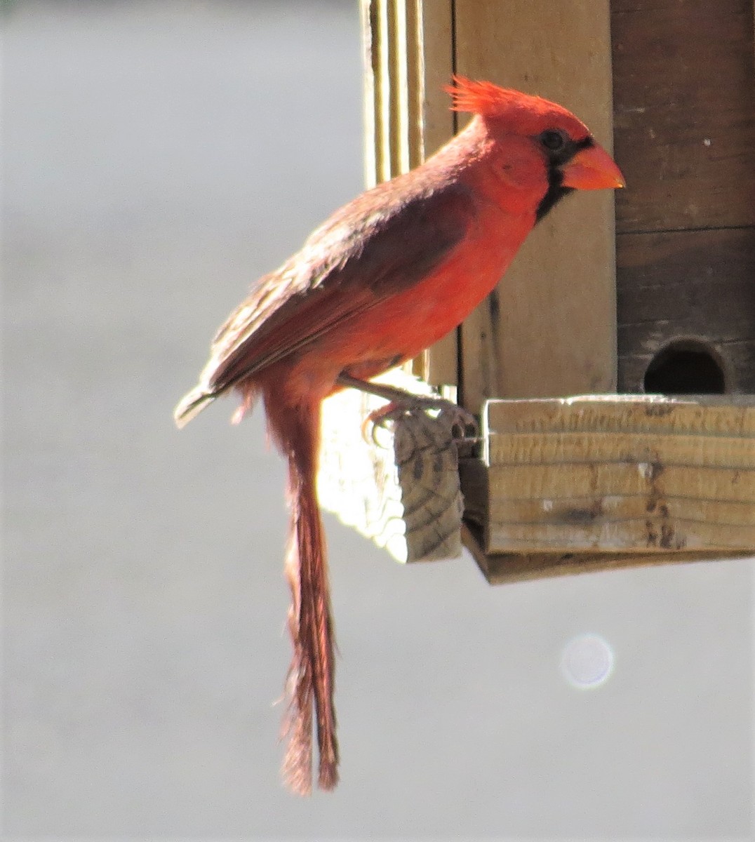 Northern Cardinal - Don Witter