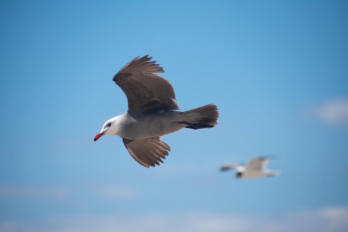 Heermann's Gull - ML344395721