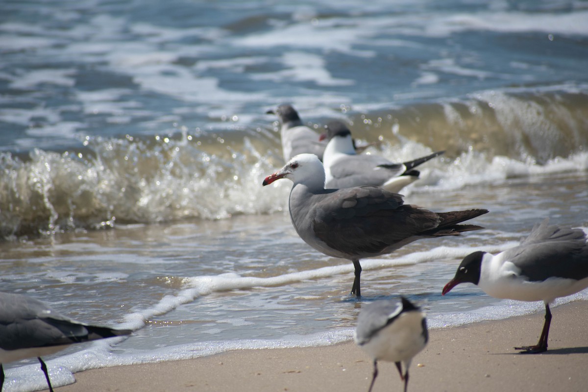 Heermann's Gull - Jerald Reb