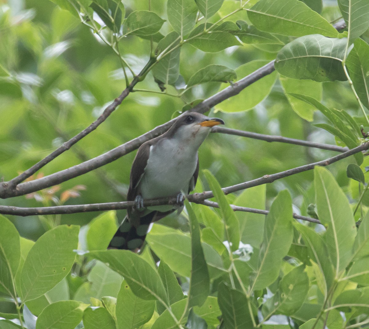 Yellow-billed Cuckoo - ML344396091
